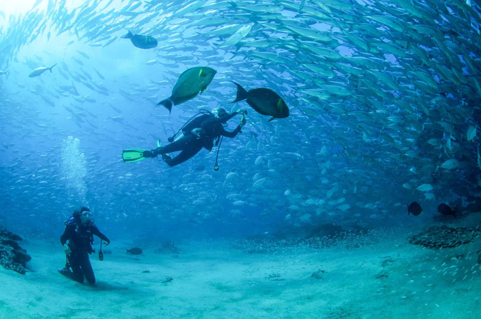 Snorkeling and scuba diving in the Sea of Cortez